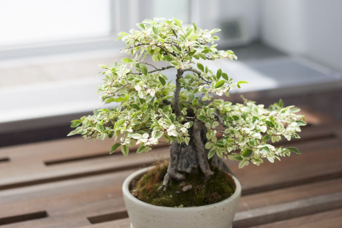 Bonsai