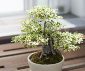 Bonsai