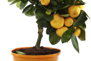 Pomarańcza chińska - Citrus sinensis