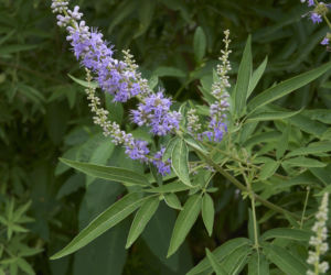 Niepokalanek pospolity