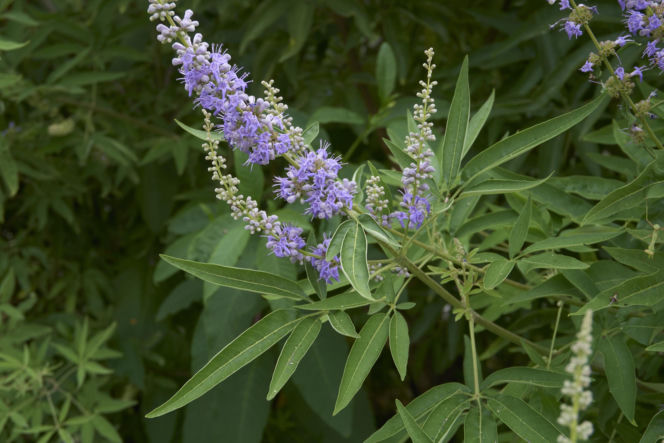 Niepokalanek pospolity