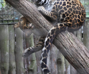 Warszawiacy pomogli ukraińskiemu zoo. Ogromny transport darów dla zwierząt już dotarł na miejsce