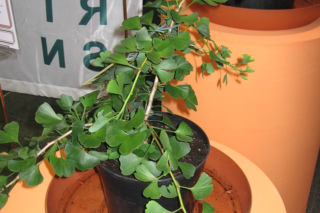 Miłorząb dwuklapowy 'Jade Butterfly' - Ginkgo biloba 'Jade Butterfly'