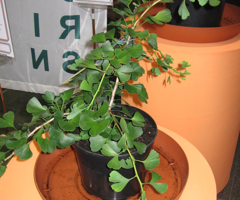 Miłorząb dwuklapowy 'Jade Butterfly' 