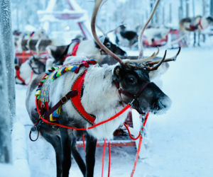 Bezpośrednie loty z Warszawy do św. Mikołaja! 