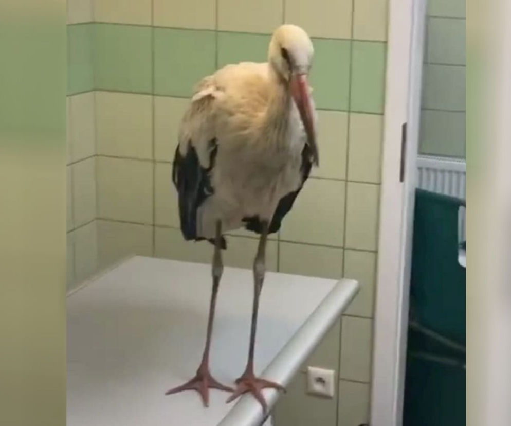 Niezwykły przypadek w Przemyślu. Bocian Józef z bólem serca prosił o badanie [ZDJĘCIA]