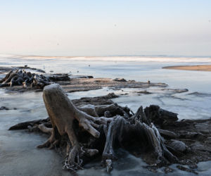 Bałtyk odsłonił las sprzed tysięcy lat