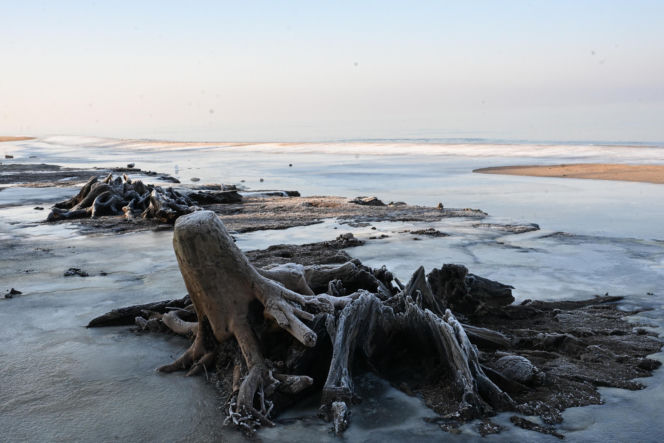 Bałtyk odsłonił las sprzed tysięcy lat