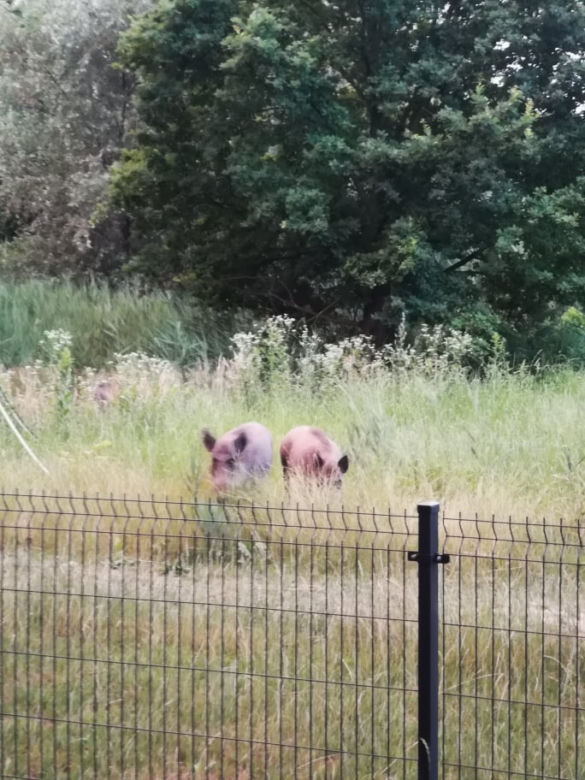 Dziki na osiedlu Czerwone Maki w Krakowie