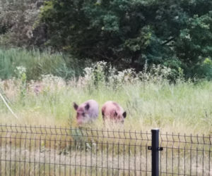 Dziki na osiedlu Czerwone Maki w Krakowie