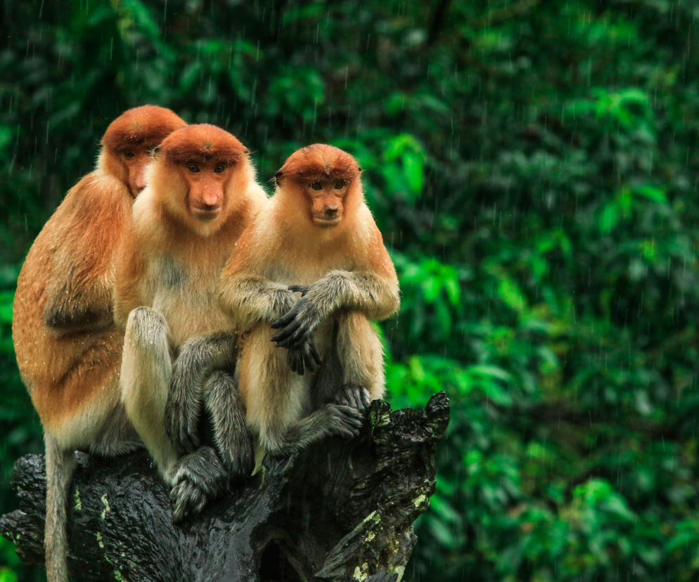 Dziwne małpy na Borneo