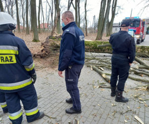 Maję zabiło spróchniałe drzewo w parku