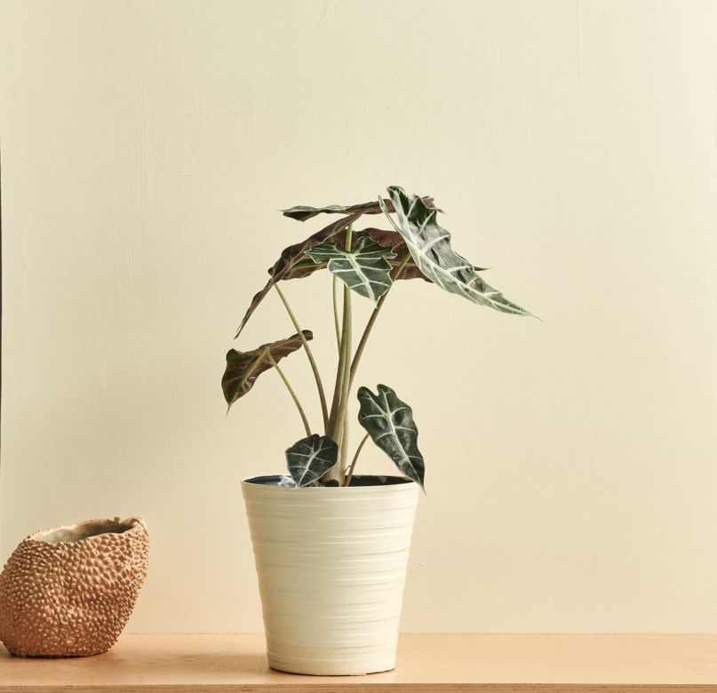 Alokazja amazońska (Alocasia x-amazonica)