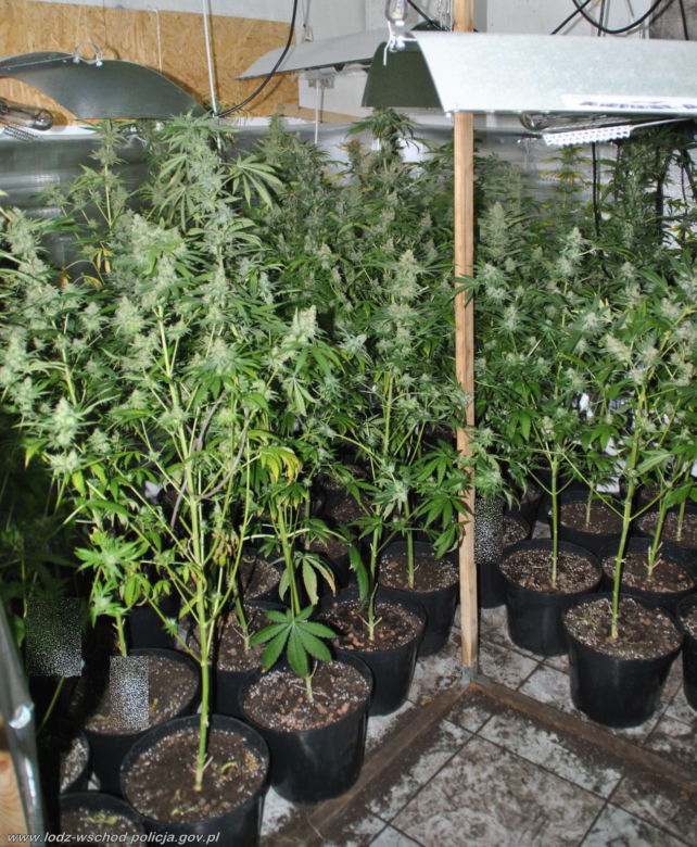 Wynajął dom na plantację marihuany