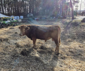 Rolnik z Podlasia bronił swojego bydła. Gdyby nie brat, to by mnie tam zatłukli