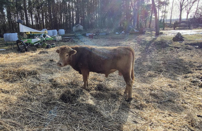 Rolnik z Podlasia bronił swojego bydła. "Gdyby nie brat, to by mnie tam zatłukli"