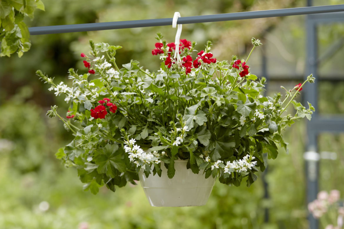 Kompozycje z pelargoniami