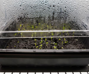 Uprawa rozsady w miniszklarence