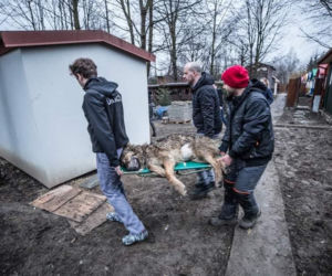 W przemyskiej lecznicy ratowali wilka [ZDJĘCIA]