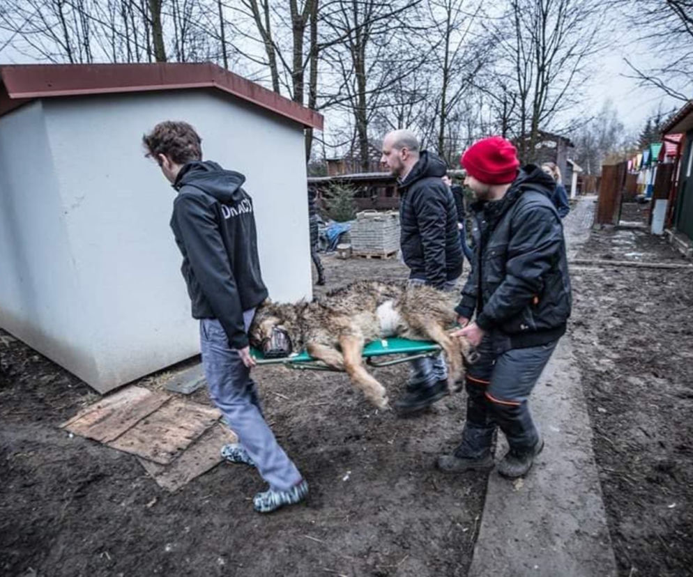 W przemyskiej lecznicy ratowali wilka [ZDJĘCIA]