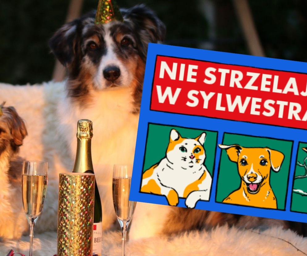 Nie strzelaj w sylwestra