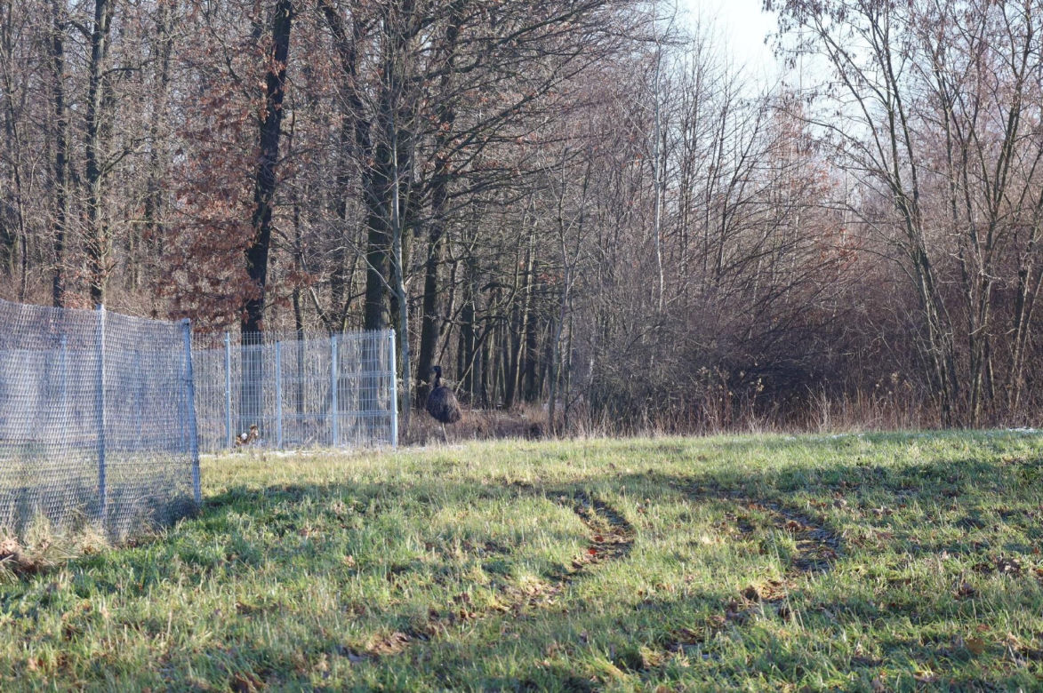 Na lubelskim lotnisku złapano nietypowego pasażera