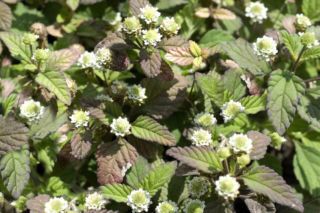 Azteckie ziele (Lippia dulcis) - uprawa, właściwości, zastosowanie 