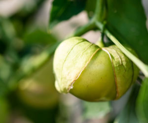 Miechunka pomidorowa