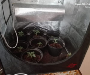 Plantacja marihuany w szafie