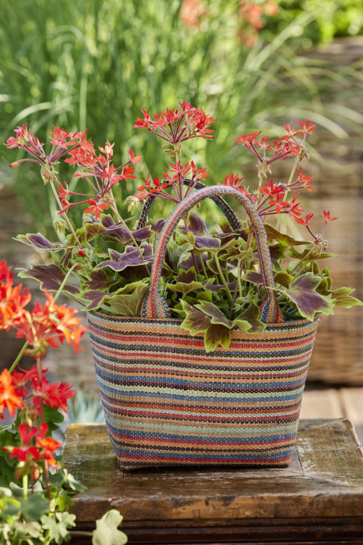 Pelargonie