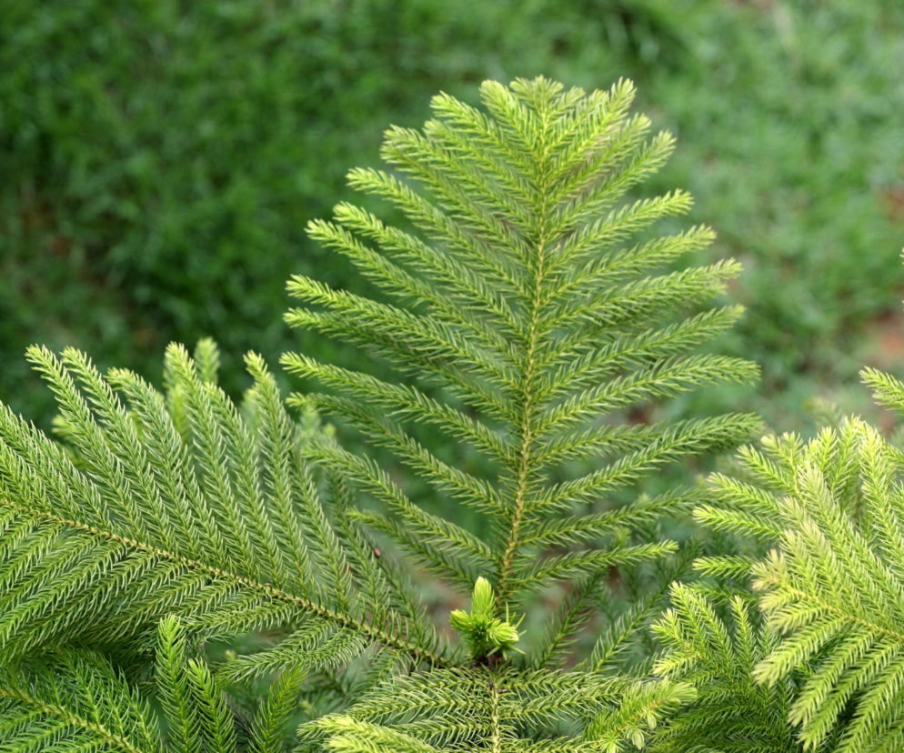 Araukaria wyniosła