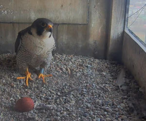 Pierwsze jajo u lubelskich sokołów