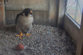 Pierwsze jajo u lubelskich sokołów