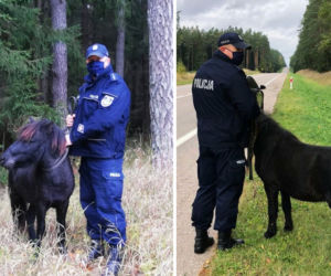 Koń bez opieki na drodze! [ZDJĘCIA]