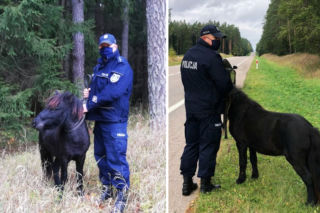 SZOK na Podlasiu. KOŃ bez opieki spacerował po drodze wojewódzkiej [ZDJĘCIA]