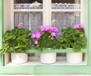 pelargonia2.jpg