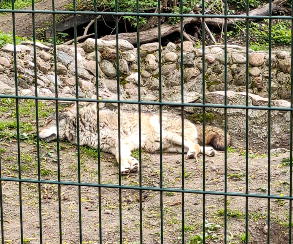 Sjesta w białostockim zoo. Zwierzęta leniuchują po obiedzie [WIDEO]