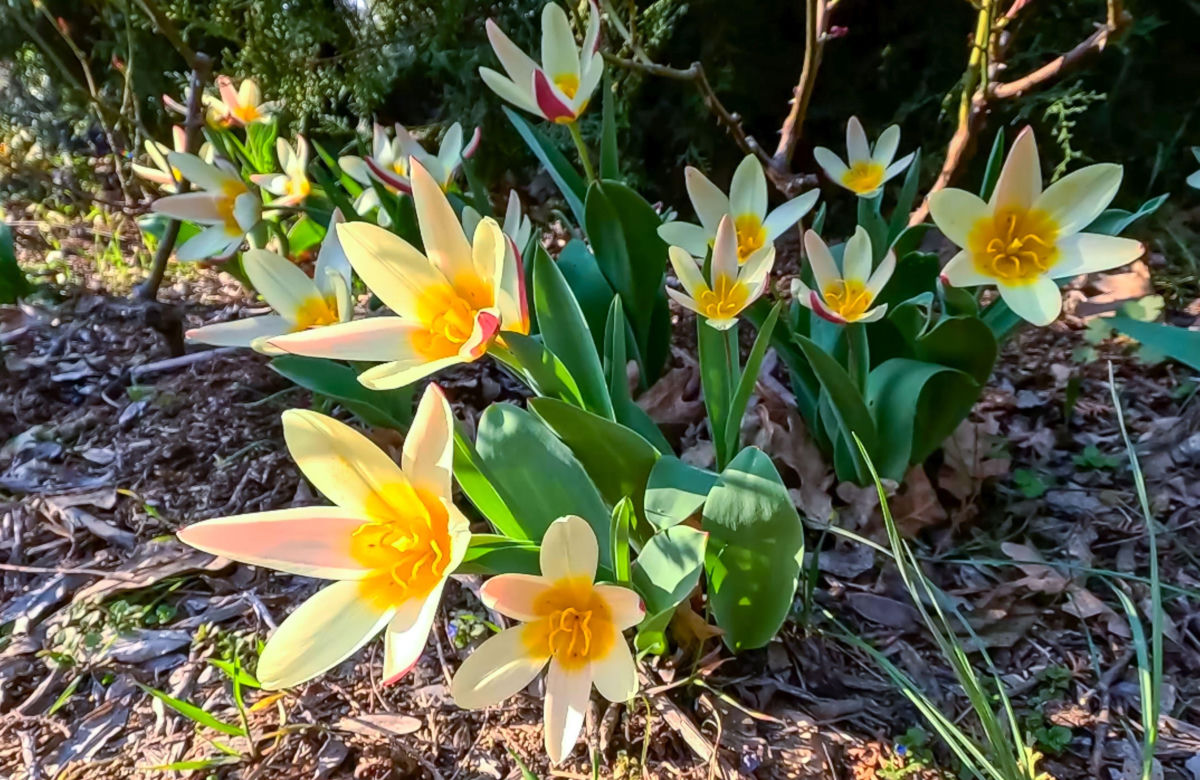 Tulipany Kaufmanna