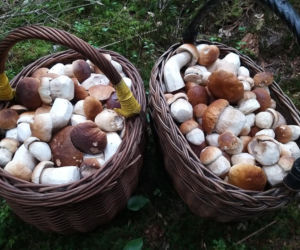Król starachowickich lasów Samotny Wilk