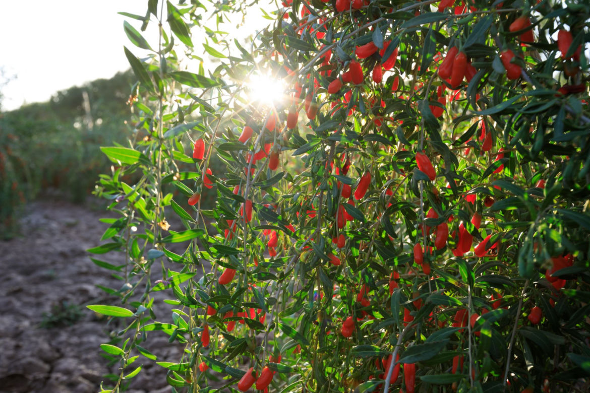 Jagody Goji
