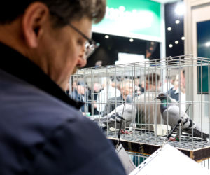 Katowice stolicą gołębiarstwa. Za nami 17. edycja EXPOGołębie. To największa tego typu impreza w Europie