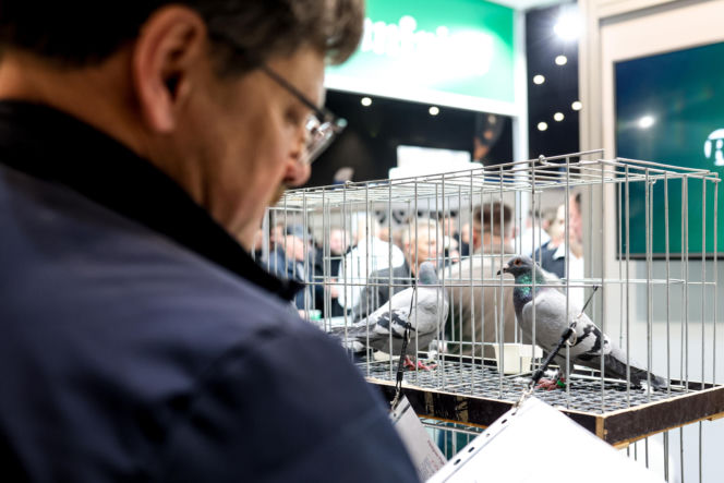 Katowice stolicą gołębiarstwa. Za nami 17. edycja EXPOGołębie. To największa tego typu impreza w Europie