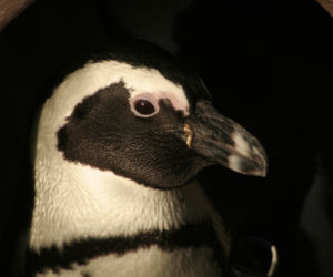 Zoo Wrocław: Pingwiny przylądkowe