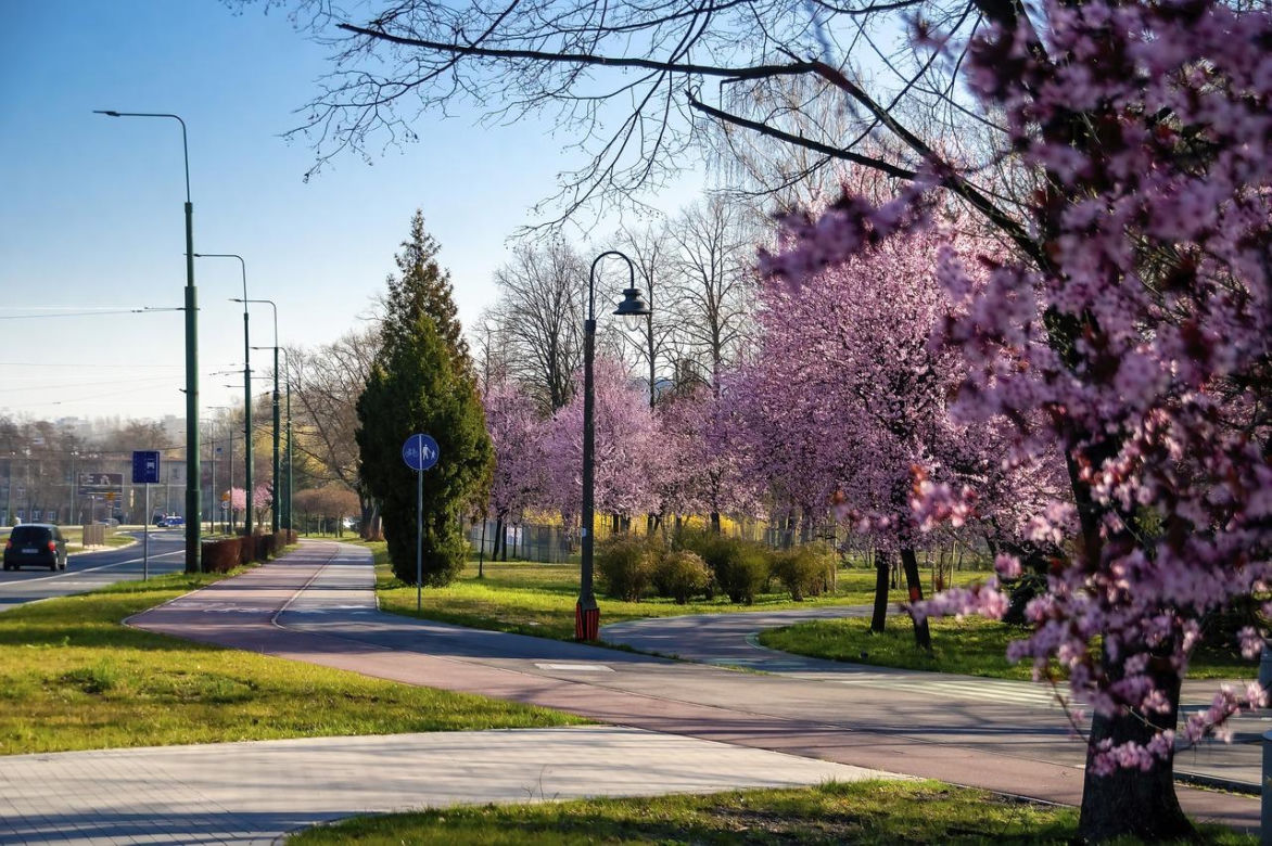 14. Sosnowiec