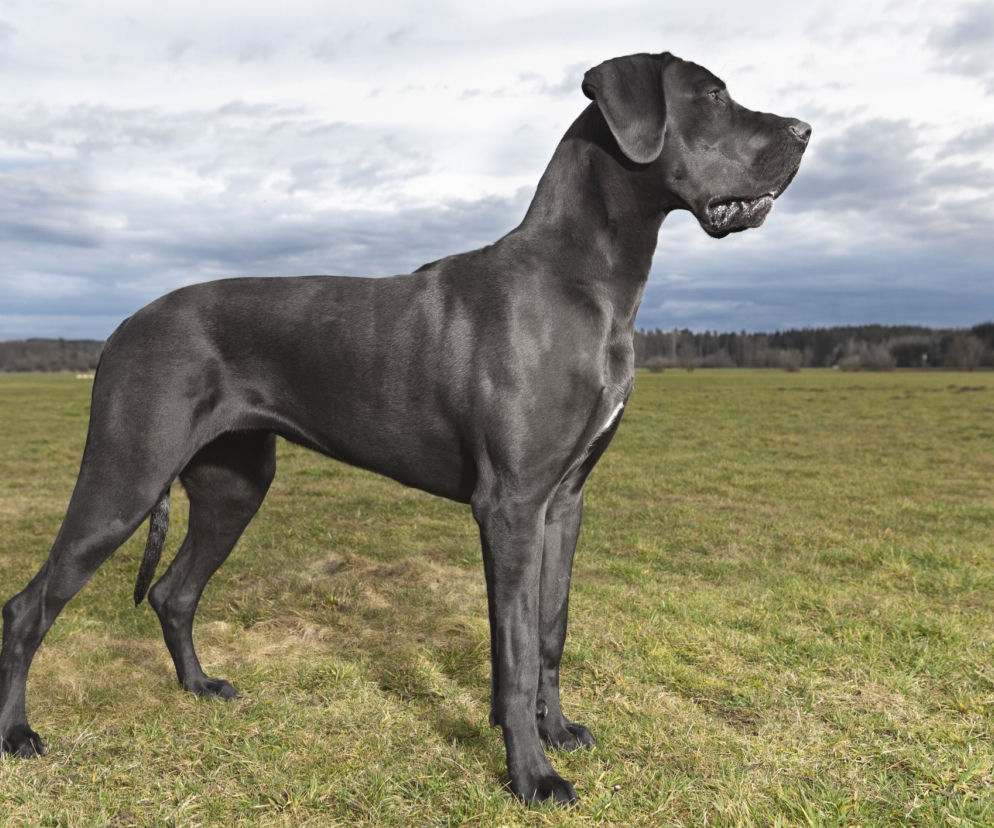Dog niemiecki - łagodny olbrzym