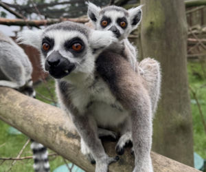 W zoo pod Lublinem urodził się lemur