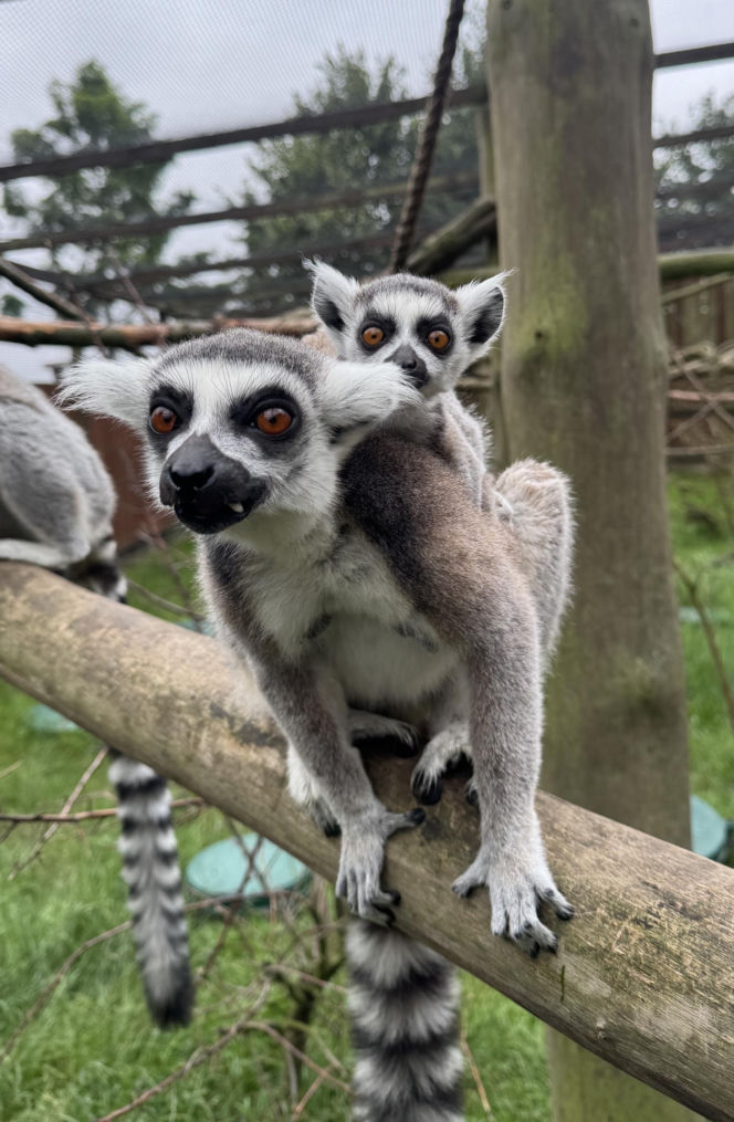 W zoo pod Lublinem urodził się lemur