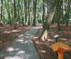 Zmodernizowany park w Wielgowie