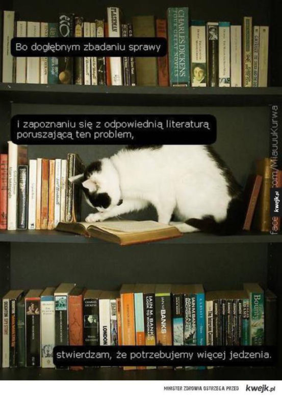 Koty opanowały internet! Memy z mruczkami bawią do łez [TOP 45]