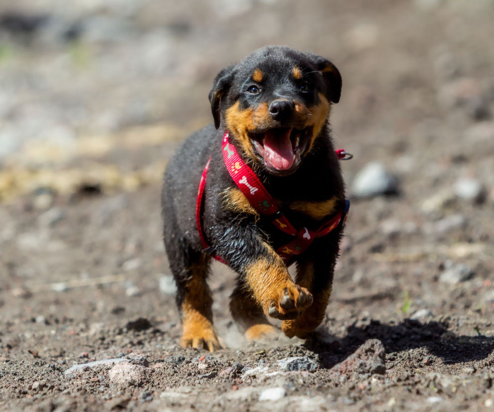 Rottweiler